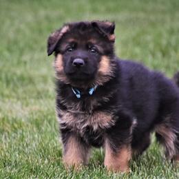 German Shepherds from Johnston Family German Shepherds