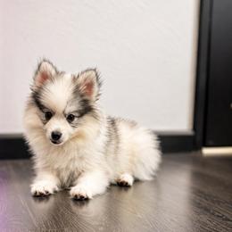 Colt - Gray and white male Pomsky puppy in La Verne, California from Red Cedar Pomskies