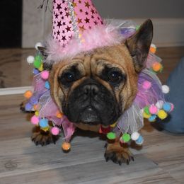 French Bulldog Puppies from NC French Kiss-A-Bulls