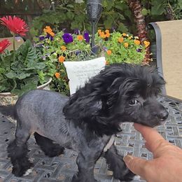 Arnold Long Star Angel - Black and white male Chinese Crested puppy in Amarillo, Texas from Victoria's Chinese Cresteds Long Star Angels