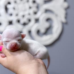 Chihuahua Puppies from Cloud9 Chihuahuas