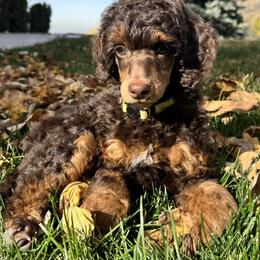 Poodle Puppies from Payette Poodles