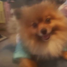 Skyler - Pomeranian