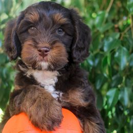 Whiskey - Chocolate male Australian Labradoodle puppy in Menifee, California from Angel Coast Australian Labradoodles