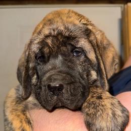 Clyde II - Brindle male Mastiff puppy in Carthage, Missouri from Mama’s Mastiffs