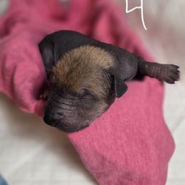 4 - Brindle female Xoloitzcuintli puppy in Pierson, Michigan from Mickam's Xolo's