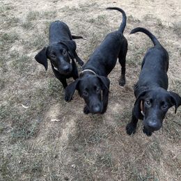 Girl 2 - Black female Labrador Retriever puppy in Bruce, Mississippi from Retriever Run Labradors