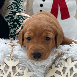 Pink collar - Yellow female Labrador Retriever puppy in Heath Springs, South Carolina from Rich Hill Retrievers