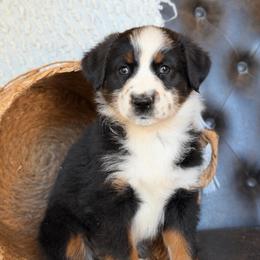 Tilly- Has Tail and Videos - Black tri-color female Australian Shepherd puppy in Troy, South Carolina from Lana Corley- Australian Shepherds of 3/W Farms