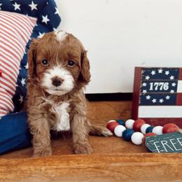 Boy 2 - Red male Cavapoo puppy in Mesa, Arizona from Pedersendoodles