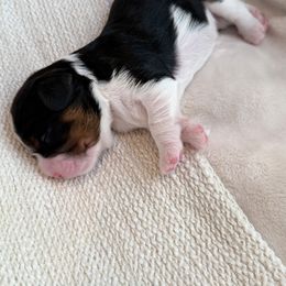 Cavalier King Charles Spaniel Puppies from Storycrest Cavaliers