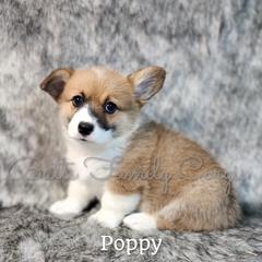 Girl 6 - Red Pembroke Welsh Corgi puppy in Cameron, North Carolina from Butts Family Corgis