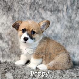 Girl 6 - Red Pembroke Welsh Corgi puppy in Cameron, North Carolina from Butts Family Corgis