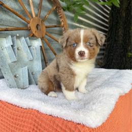 Latte - Red merle female Miniature Australian Shepherd puppy in Checotah, Oklahoma from Wild Outlaw Aussies