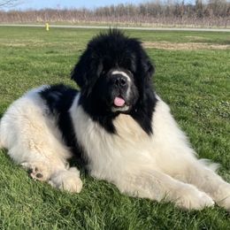 Zeta - Newfoundland