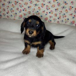 Hudson - Black and tan male Dachshund puppy in Mountain Grove, Missouri from Happy Hounds