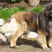 Leonbergers from Kamenah Leonbergers