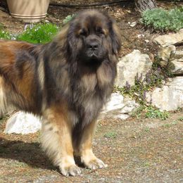 Leonbergers from Kamenah Leonbergers