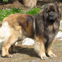 Leonbergers from Kamenah Leonbergers