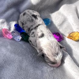 Aquamarine aka Aqua - Blue merle female Border Collie puppy in Keller, Texas from Bordercollieblues