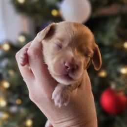 Light blue collar - Red male Dachshund puppy in Pasco, Washington from Loyal Lil Dachshunds
