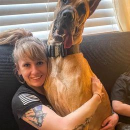 Great Dane Puppies from F&B Kennels