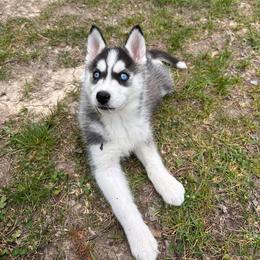 Zoe - Black and white female Siberian Husky puppy in Hebron, Kentucky from Glacier Run Huskies