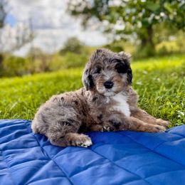 Sycamore - Merle male Sheepadoodle puppy in Tahlequah, Oklahoma from Mulberry Ridge Doodles