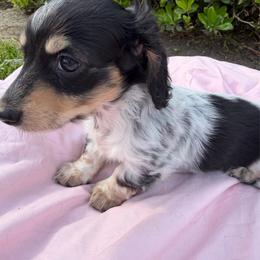 Holly - Dapple female Dachshund puppy in Hanford, California from Cooper Gals Doxies