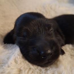 Phoenix - Black male Dachshund puppy in Hiddenite, North Carolina from Dannie's Doxies