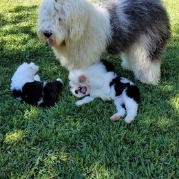 Old English Sheepdog Puppies from Wild-n-Woolly Old English Sheepdogs