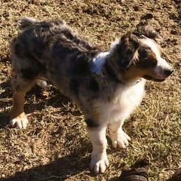 Australian Shepherd Puppies from The K Bar Ranch