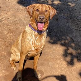 Lily - Labrador Retriever