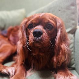 Bommer - Cavalier King Charles Spaniel