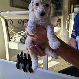 Poodle Puppies from Hickory Hills Poodles