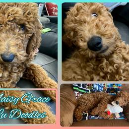 Goldendoodle Puppies from Lu Doodles