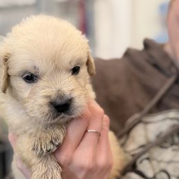 Marco - Light golden male Golden Retriever puppy in Warrenton, Virginia from Four Lochs LLC