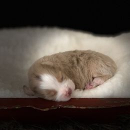 Miniature Australian Shepherd Puppies from Windy Hills Mini Aussies