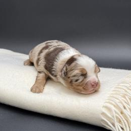Malibu - Red merle female Miniature Australian Shepherd puppy in Covington, Pennsylvania from Rigas Mini Aussies LLC