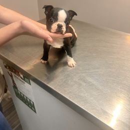 Boston Terrier and French Bulldog Puppies from 3B Kennels-Beth’s Best Boston’s