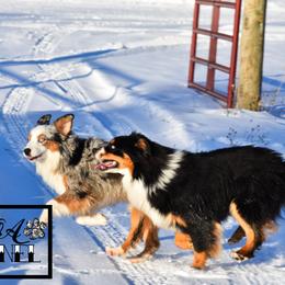 Miniature Australian Shepherd All Grown Up from Rustic Original Aussies