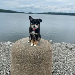 Miniature Australian Shepherd Puppies from Dusty Dogs Miniature Australian Shepherds