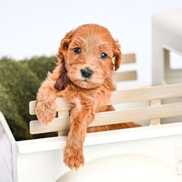 Brown - Red  male Goldendoodle puppy in Platteville, Wisconsin from Beck Kennel