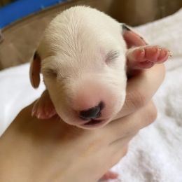 Dalmatian Puppies from Whispered Spots Dalmatians