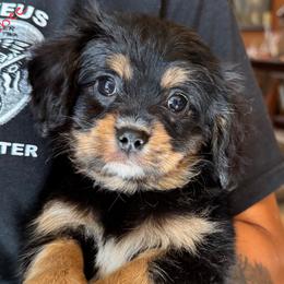 CAVALON Frisbee - Black and tan male Companion Cross puppy in Boardman, Ohio from Taliaferro Kennel