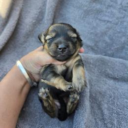 Coco Bean - Shaded Cream - Cream female Dachshund puppy in Pueblo, Colorado from HotDachs