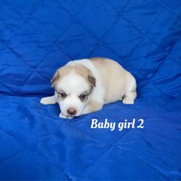 Baby girl 2 - Sable and white female Siberian Husky puppy in Ocala, Florida from Florida Husky Puppies