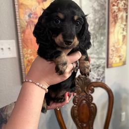 Black and tan long hair - Black and tan female Dachshund puppy in Kempner, Texas from House of Dachshunds Texas
