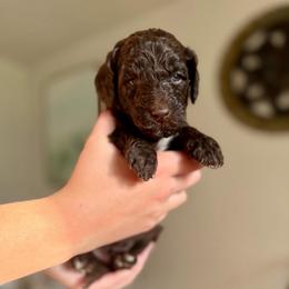 Toblerone - Chocolate male Goldendoodle puppy in Twin Falls, Idaho from Burrow & Bone