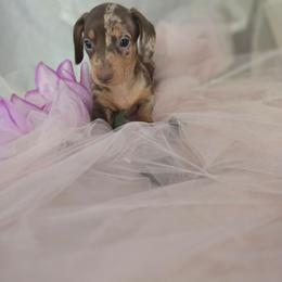 Jasper - Dapple male Dachshund puppy in Arthur, Illinois from Dachs and Poms